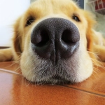 Perros pueden oler el estrés en las personas