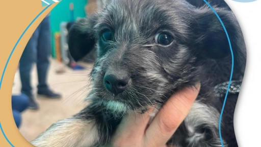 Perros rescatados en los incendios de Valparaíso buscan un hogar