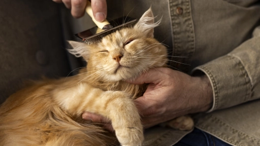 Gatos y bolas de pelo: Cómo prevenirlas