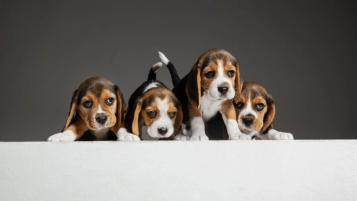 Prohíben venta de perros, gatos y hurones en tiendas de España