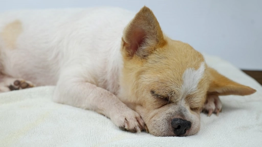 Punta Arenas: Hombre mató a un cachorro a martillazos