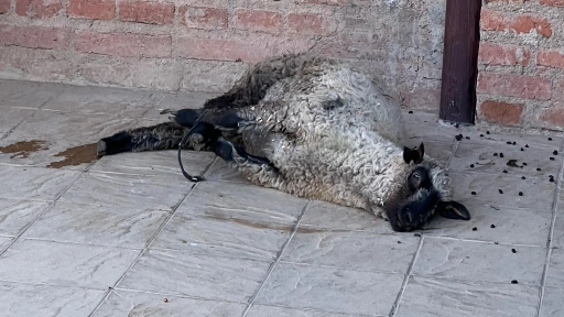 Denuncian maltrato animal a un cordero en Peralillo