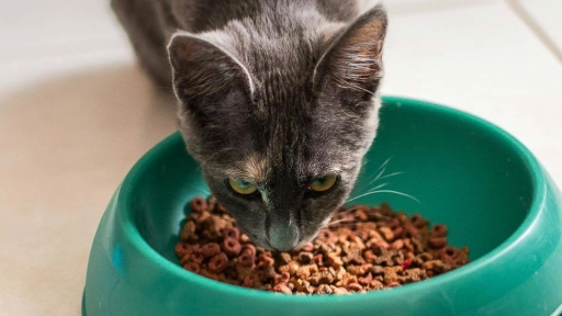 Claves para la alimentación de gatos esterilizados