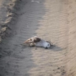 Ritoque: Conductor ingresa en camioneta a la playa y atropella aves