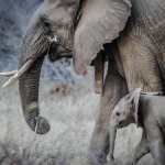 Indonesia prohíbe los paseos en elefantes: un paso clave hacia el bienestar animal