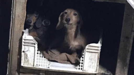 Fábrica de cachorros: La mansión siniestra de Lampa