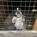 Argentina: Reconocen a perros rescatados como sujetos de derecho