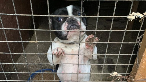 Argentina: Reconocen a perros rescatados como sujetos de derecho