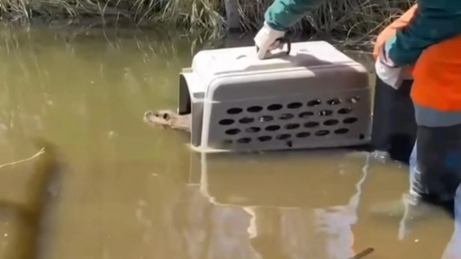 Liberan un coipo que fue encontrado en el jardín de una casa