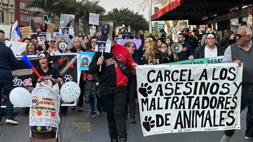 Este sábado se realizará marcha contra la zoofilia y violencia hacia los animales en Viña del Mar