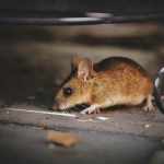 Colmevet recalca que no existe evidencia de una nueva pandemia o cambio en el comportamiento del Virus Hanta