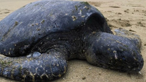 Tortuga verde rescatada en Guanaqueros murió antes de ser trasladada