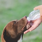 5 consejos para cuidar a tus animales durante los aumentos de temperatura