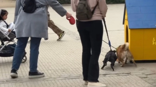 ¿De dónde vienen esos ladridos? Descubre la intervención que busca crear conciencia y encontrar un hogar para miles de perros
