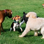 Perros: Llevarlos a la zona canina de la plaza aumenta la probabilidad de que contraiga pulgas y garrapatas