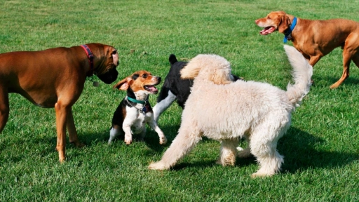 Perros: Llevarlos a la zona canina de la plaza aumenta la probabilidad de que contraiga pulgas y garrapatas