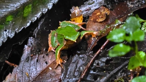 CONAF y Fundación Fungi realizan importante hallazgo de ranita de Darwin en sector ventisquero del Parque Nacional Queulat