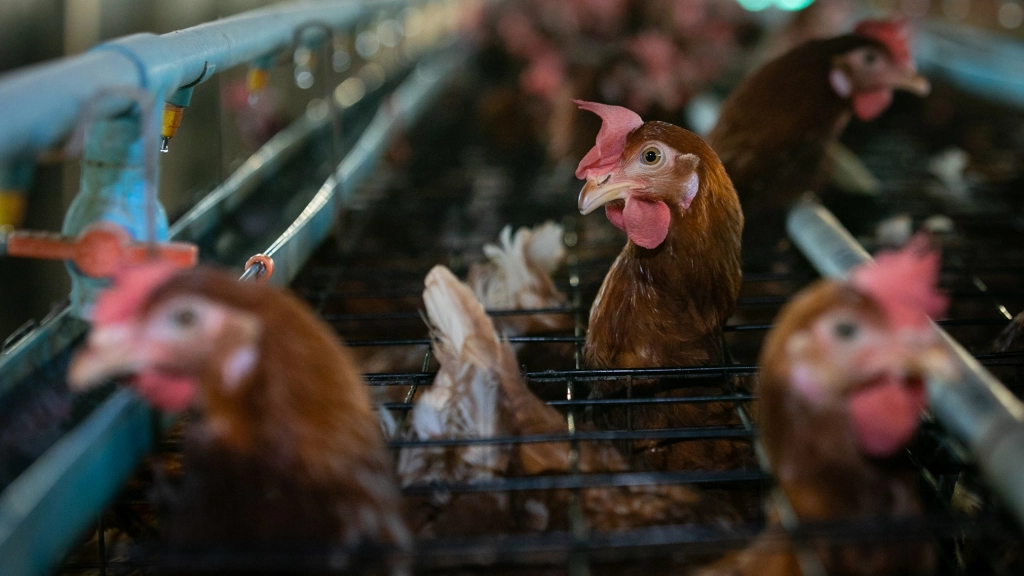 Gallinas, Sinergia Animal