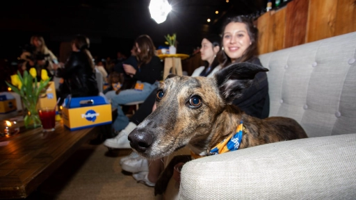 Plataforma visibiliza animales abandonados que buscan un hogar