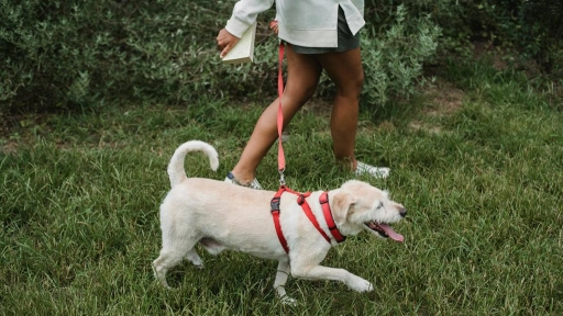 Perros: La importancia de estimularlos