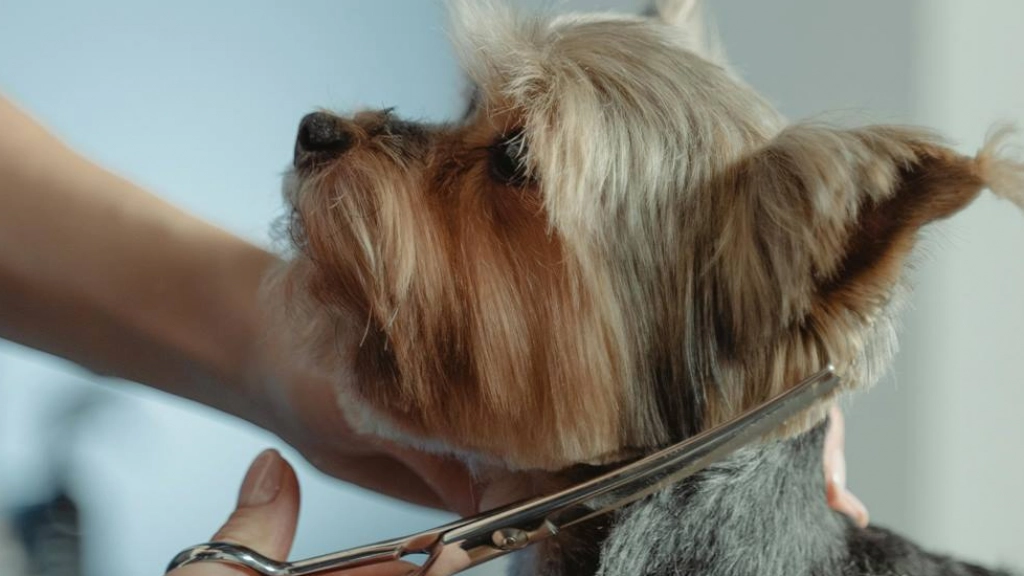 Corte de pelo en perros, Tima Miroshnichenko en Pexels