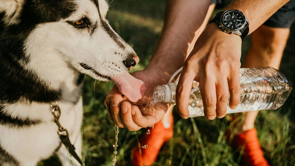 Perro bebiendo agua, Anntarazevich en Pexels