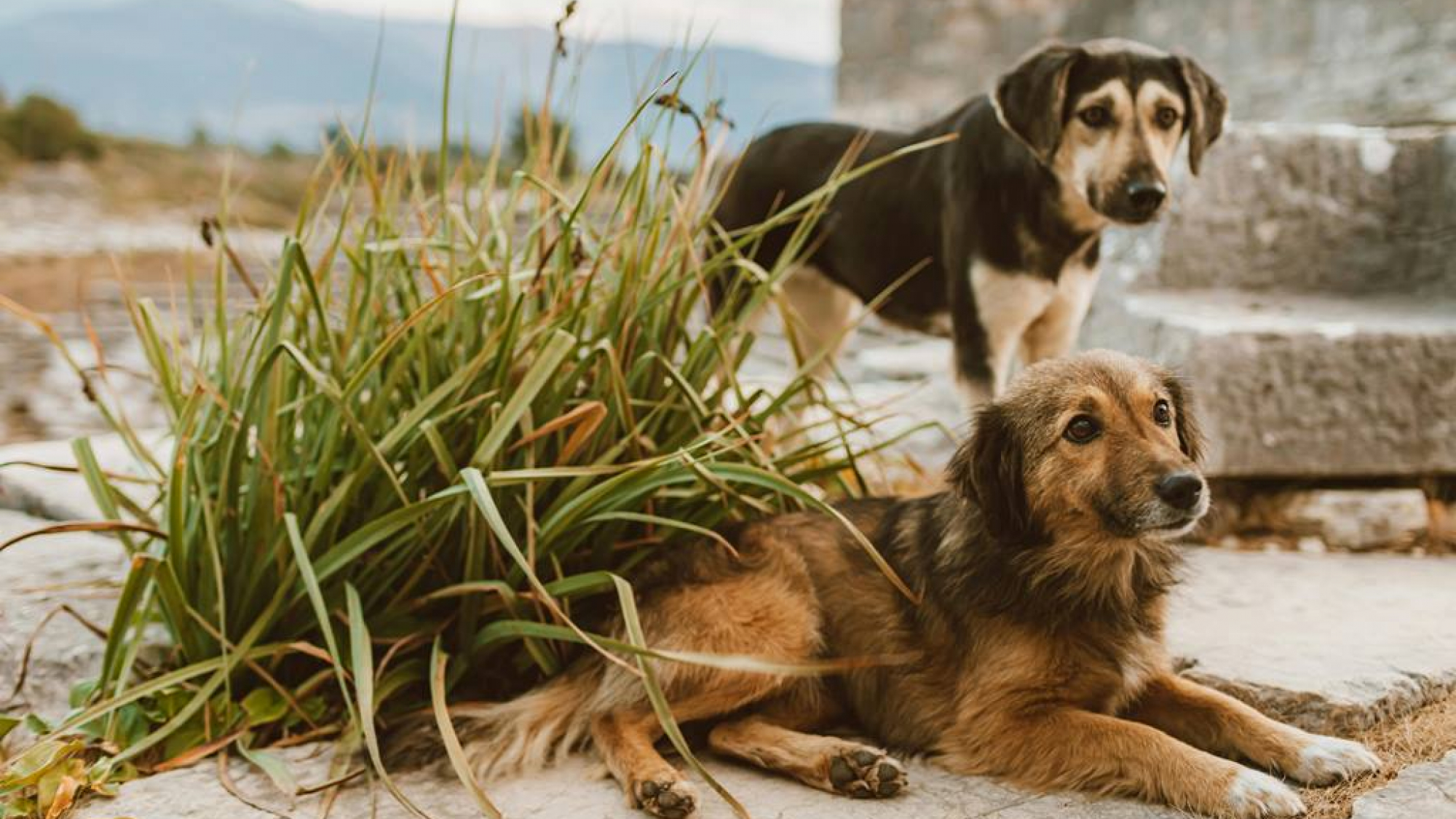 Corea del Sur: El 40 % de las granjas de carne de perro han cerrado ...