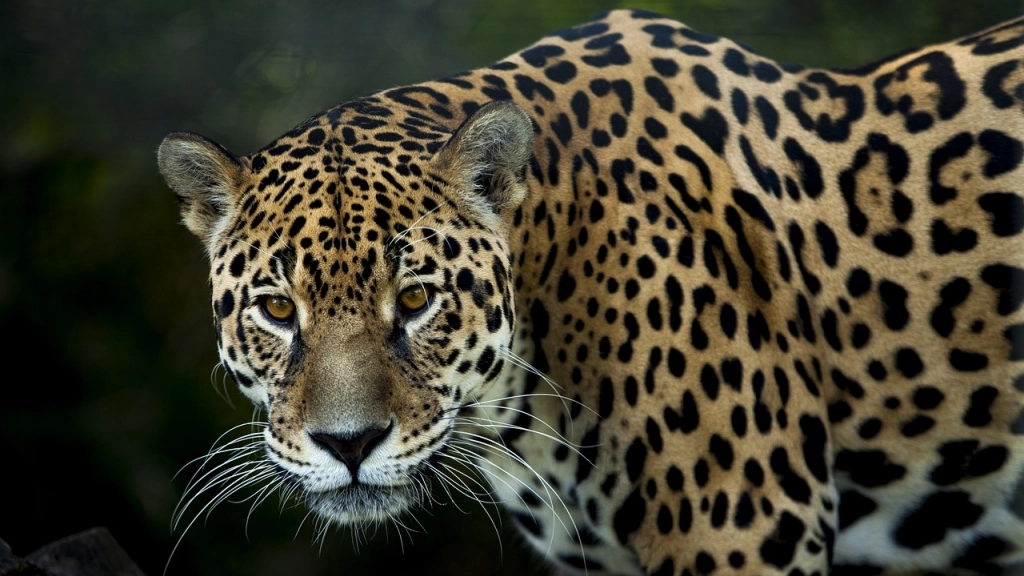 Jaguar, Pixabay