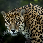 Día Mundial de la Conservación del Jaguar ¿Cómo podemos protegerlos?