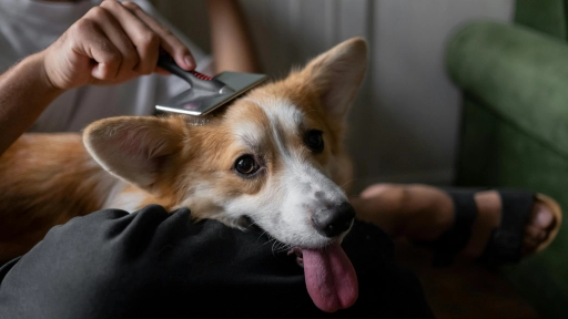 Cuatro razones para cepillar a tu perrito en días de calor