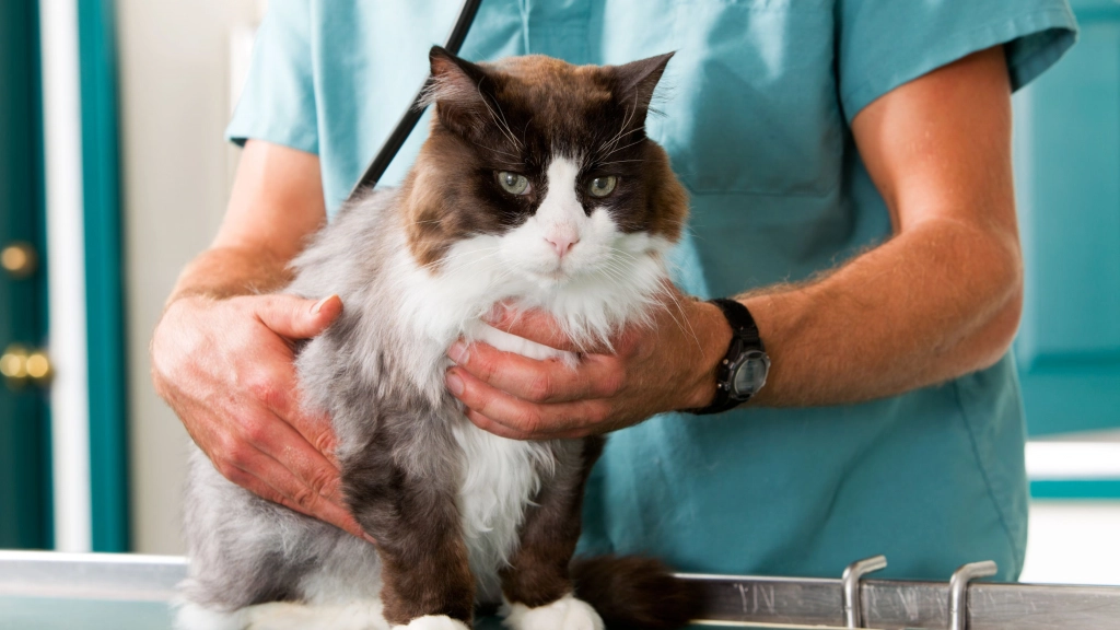 Enfermedades urinarias en gatos, Comunicado de prensa