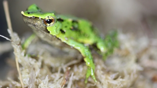 Contraloría Cursamos decreto que aprueba plan de conservación de las Ranitas de Darwin