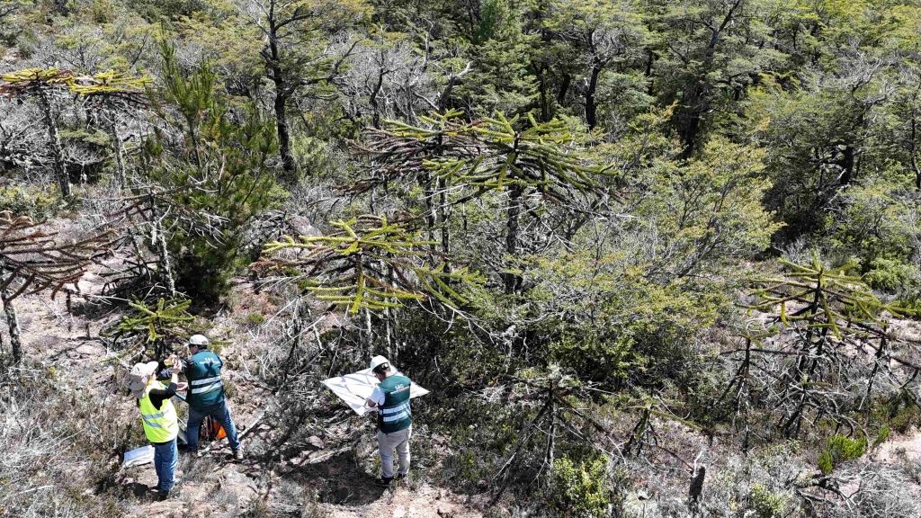 Araucarias , SAG Chile