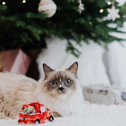 Gato Navidad / Karolina Grabowska en Pexels