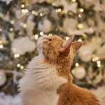 Fin de año y bienestar animal