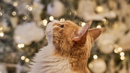 Fin de año y bienestar animal