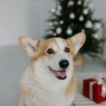 Navidad: Qué regalar a un perro o gato