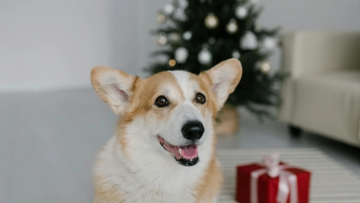 Navidad: Qué regalar a un perro o gato