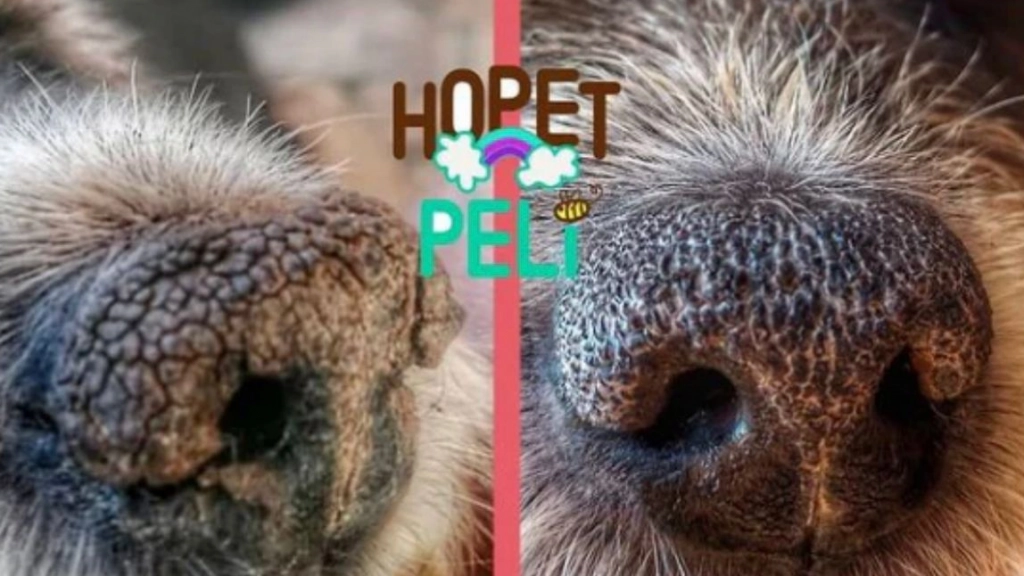 Hopet Peli, Konemascotas