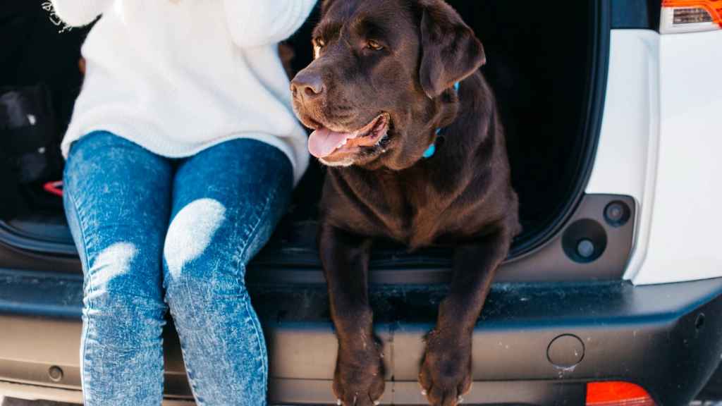 Perro en auto, Freepik