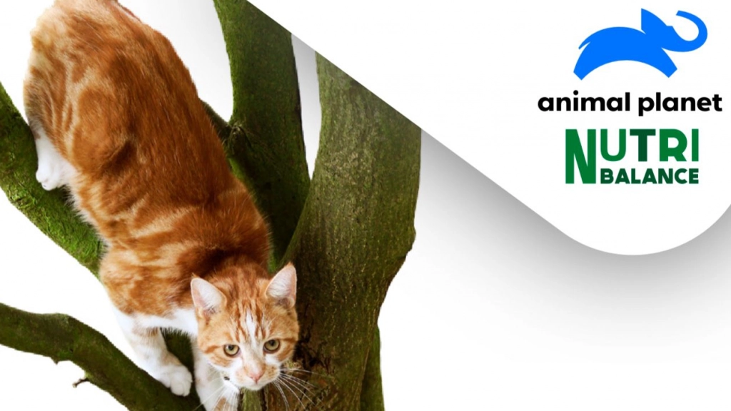 Alimento gatos, Animal Planet Nutribalance