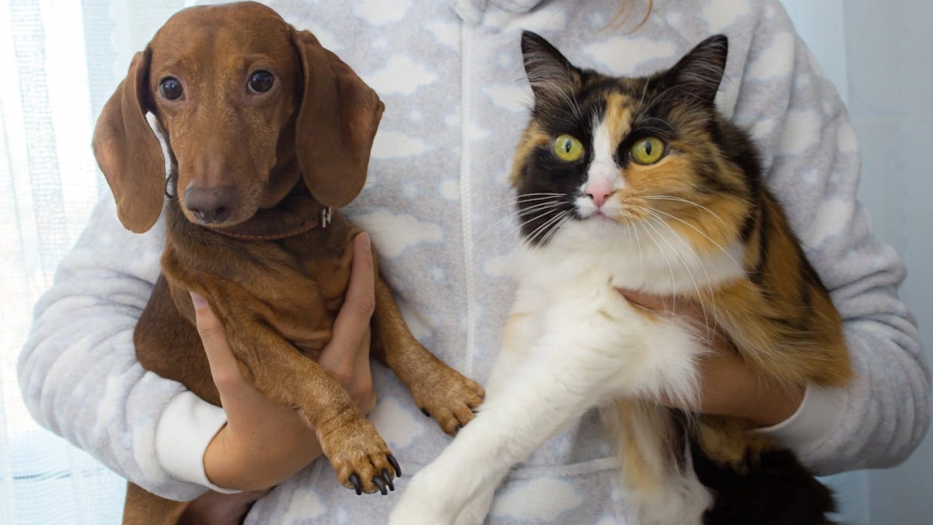 Perro y gato, Nadialovessingle en Pexels