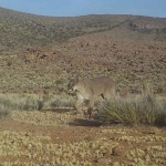 CONAF Arica da a conocer imágenes de fauna registradas en 2024