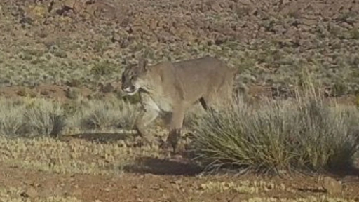 CONAF Arica da a conocer imágenes de fauna registradas en 2024