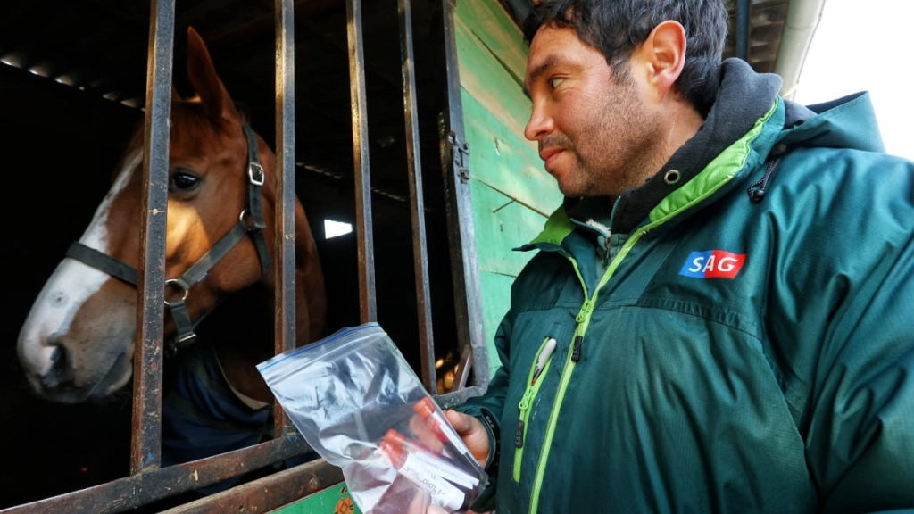 Anemia infecciosa equina, SAG Chile