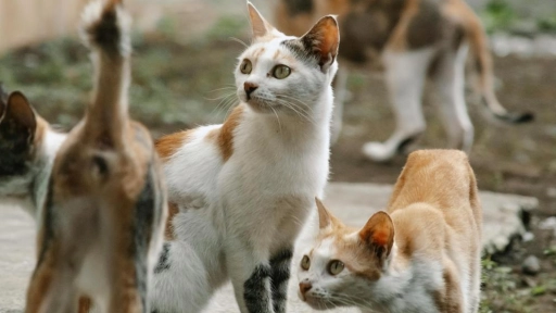 Captura de felinos: Colmevet Aconcagua solicita investigación rigurosa por denuncias en Villa Encuentro de Los Andes