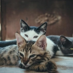 ¿Estás alimentando bien a tu gato? Los errores más comunes que pueden afectar su nutrición
