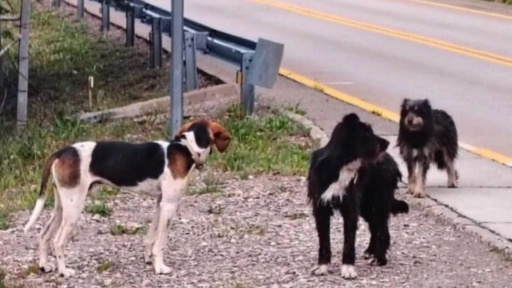 CONAF Aysén reitera llamado a la tenencia responsable de animales y el ingreso a las áreas protegidas