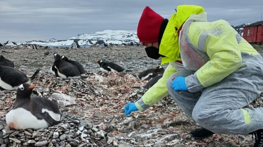 Plan de Vigilancia en la Antártida liderado por Chile: Detectan Influenza Aviar Altamente Patogénica en la Región