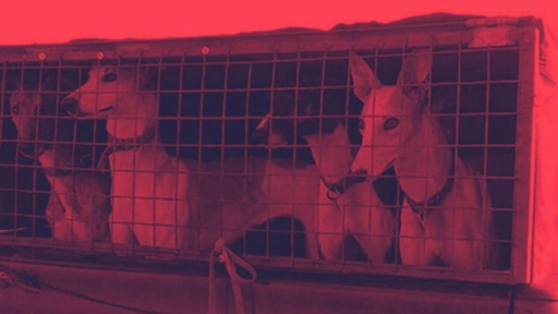 Este viernes se realizará velatón por los galgos 